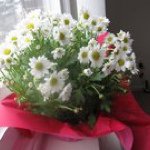 Profile Picture of Yang Cui (@cuiyang1229) on Instagram