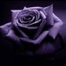 Profile Picture of Jacqueline Irwin (@dvlndsgiz) on Pinterest
