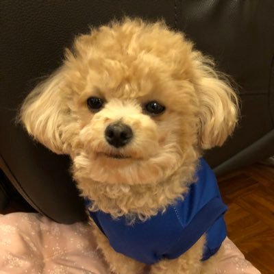 Profile Picture of Timmy Wong (@Timmy_Wong_) on Twitter