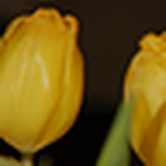 Profile Picture of Carol (@carol m lane) on Flickr