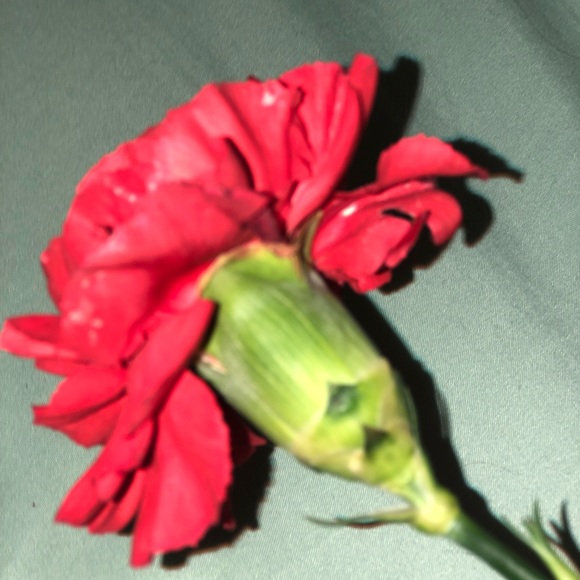 Profile Picture of Olivia Piltz (@livydiv070707) on Poshmark