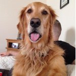 Profile Picture of Carlos Santana (@carlosthegolden) on Instagram