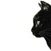 Profile Picture of Peter Hall (@hall5790) on Pinterest