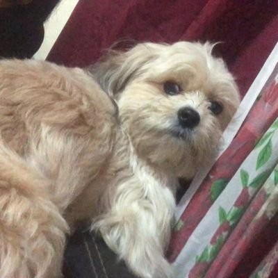 Profile Picture of Maximino Sanchez@casillas (@Maximin36060042) on Twitter