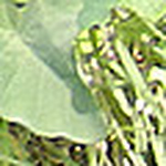 Profile Picture of Ivy Torres Malaga (@itorresmalaga) on Flickr