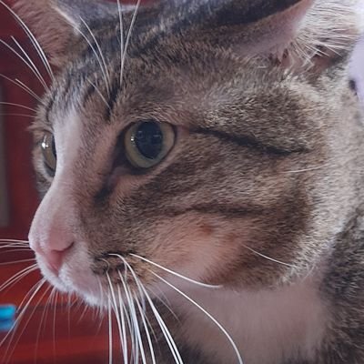 Profile Picture of ปวิช (@pawich_siw) on Twitter