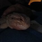 Profile Picture of Rex Wallace (@rexlizard123) on Instagram
