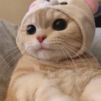 Profile Picture of Samantha Kapetsonis (@samantha-kapetsonis-2) on Quora