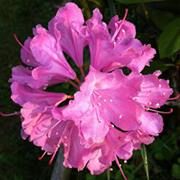 Profile Picture of Laurie Wehner (@lauriew3664) on Pinterest