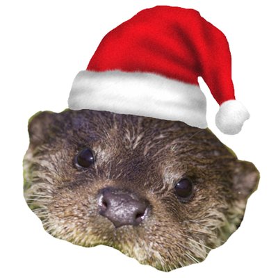 Profile Picture of Ceffylau Lliwgar (@@CeffylauLliwgar) on Twitter