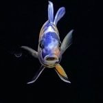 Profile Picture of Derek Prosser (@derekpross) on Instagram