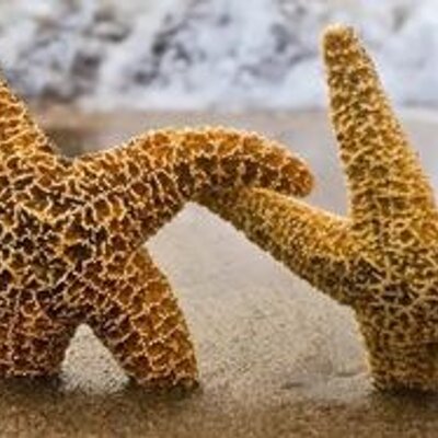 Profile Picture of LEONOR FELIX (@leonorfelix11) on Twitter