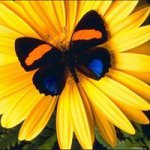 Profile Picture of Kate Senger (@katesenger) on Instagram