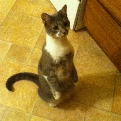 Profile Picture of Sonia Harper (@zitoburger101) on Twitter