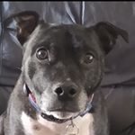Profile Picture of jake_dowding_16 (@jake_the_dog_16) on Instagram
