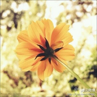 Profile Picture of Sophia Chao (@sophia_chao) on Twitter