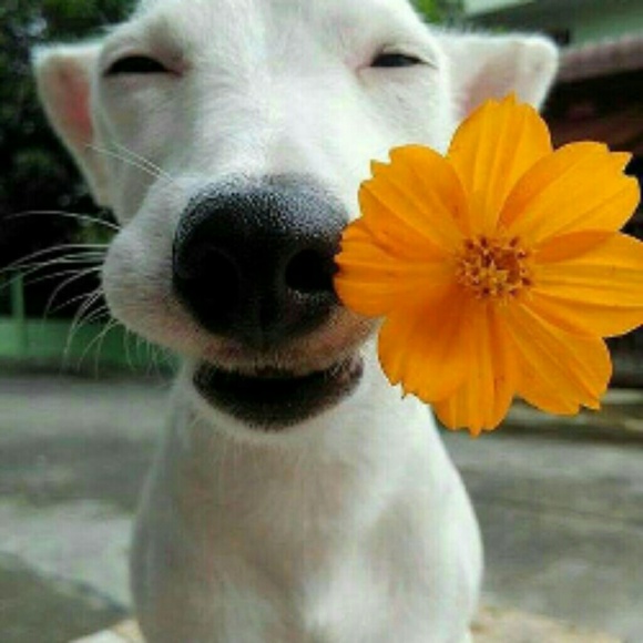 Profile Picture of Heidi Mahute (@hmahute) on Poshmark