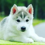 Profile Picture of jocelyn wesolowski (@cute_huskeys99) on Instagram