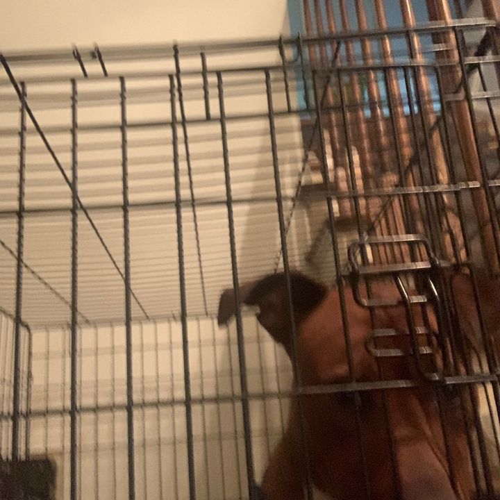 Profile Picture of Darrnel Rollins299 (@darneezy27) on Tiktok