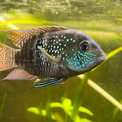 Profile Picture of Marc Lafrance  (@marclafrance5195) on Youtube