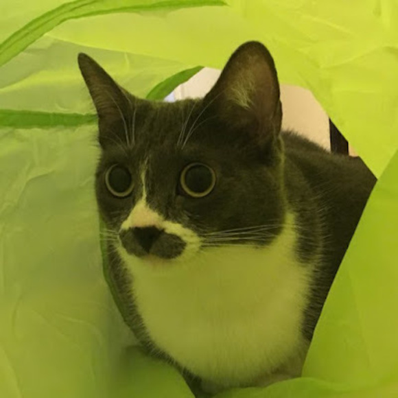 Profile Picture of Alice Zhong (@azhonggm) on Poshmark