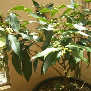 Profile Picture of Cheng Xiong (@axiong567) on Twitter