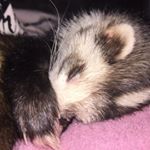 Profile Picture of Meredith Frey (@feredith_spam) on Instagram