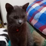 reza farzad - Instagram Profile Picture of reza farzad (@rezafarzad_66) on Instagram