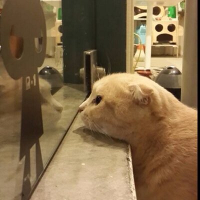 Profile Picture of Amy Hsieh (@chiying0430) on Twitter