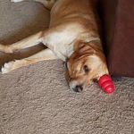 Profile Picture of William Wallschlaeger (@williamwallschlaeger) on Instagram