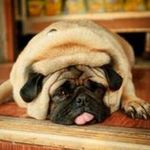 Profile Picture of keith allyn (@thebiggerdawg) on Instagram