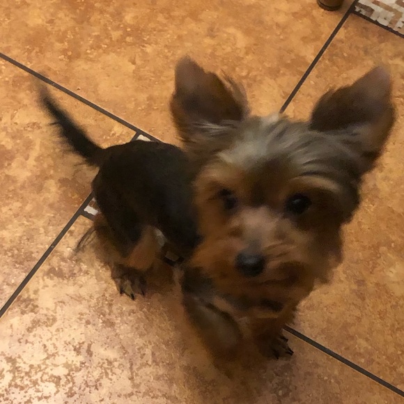 Profile Picture of Maria Myhalchuk (@mariamyhalchuk) on Poshmark