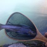 Profile Picture of Doug Harmon (@dryfly11) on Instagram