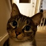 Profile Picture of Daniel Cowart (@picturesyoucansee) on Instagram