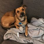 Profile Picture of Gus Gus (@wigglegus) on Instagram