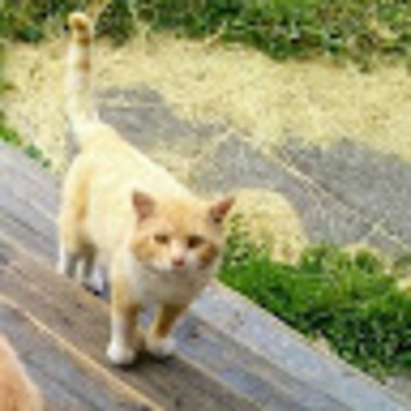 Profile Picture of Peter Mustonen (@nickleyelepawon) on Poshmark