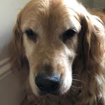 Profile Picture of Toby Chapman (@toby_chapman_) on Instagram