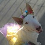 Profile Picture of bullterrier SASHA💖 👑 🐾🐶 (@bullterrier.sasha) on Instagram