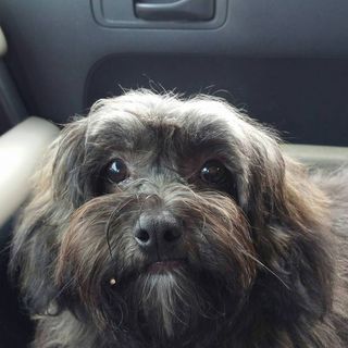 Profile Picture of Pam Groesser Hoyt (@pam.hoyt.58) on Facebook