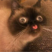 Profile Picture of John McBride (@JohnMcBride4lyf) on Youtube