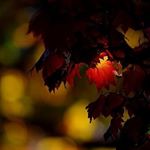 Profile Picture of Chuck Mathis 🏌️⛳️🍺🥃🏈🏀🍣💥 (@hartjen_248__merrill) on Instagram