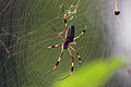 Profile Picture of Trichonephila clavipeson Wikipedia
