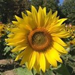 Profile Picture of Debbie Sage (@debbiesage9) on Instagram
