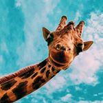 Profile Picture of Alice 🐸🍃 (@alice_giron20) on Instagram