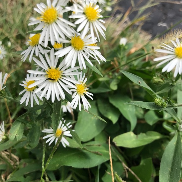 Profile Picture of Cheyenne Silvers (@silverscheyenne) on Poshmark