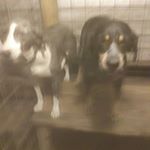 Profile Picture of davidpetty (@dog_lover_1214) on Instagram