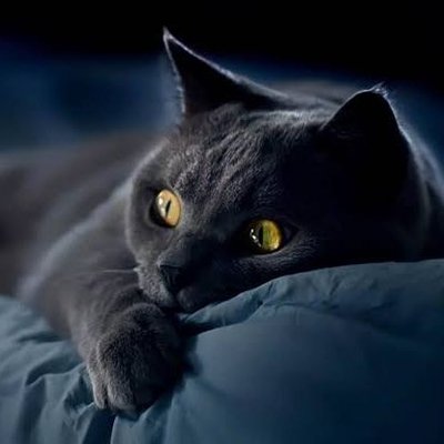 Profile Picture of Yazmin Rodriguez (@YazminR72231110) on Twitter