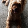 Profile Picture of Gary Chow (@@garychowhm) on Tiktok