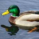 Profile Picture of Darren The Duck (@darren.t.duck) on Instagram
