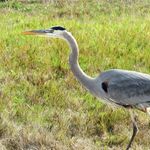 Heron Challenge - Instagram Profile Picture of Heron Challenge (@heronchallenge) on Instagram